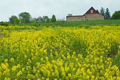 Barn with Wild Musterd